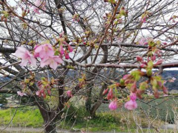 節分に桜？