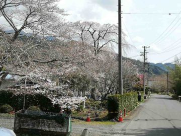 さくら、サクラ、桜、櫻、。。。