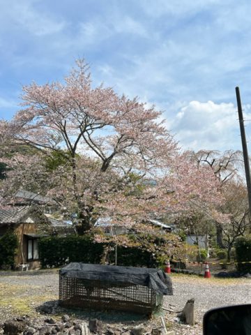 山里の春