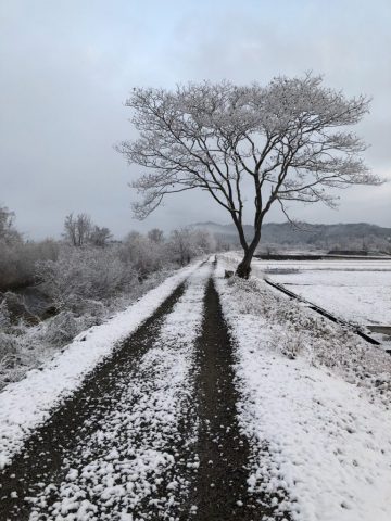 本格的な　雪となりました！