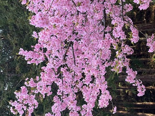 春よ～～