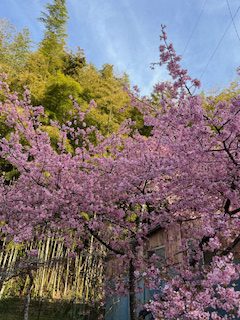 作業場近くの桜