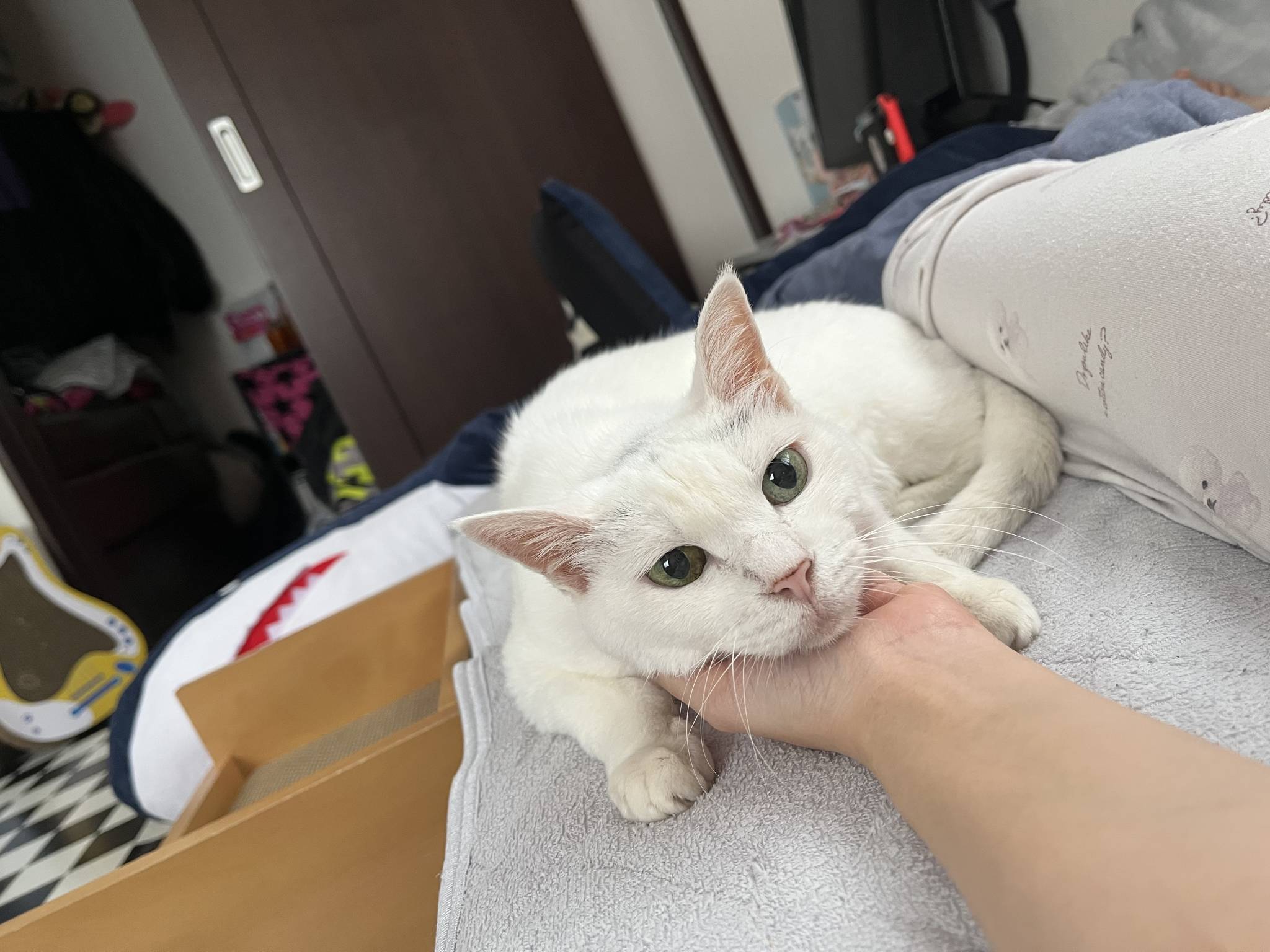猫社員の憂鬱