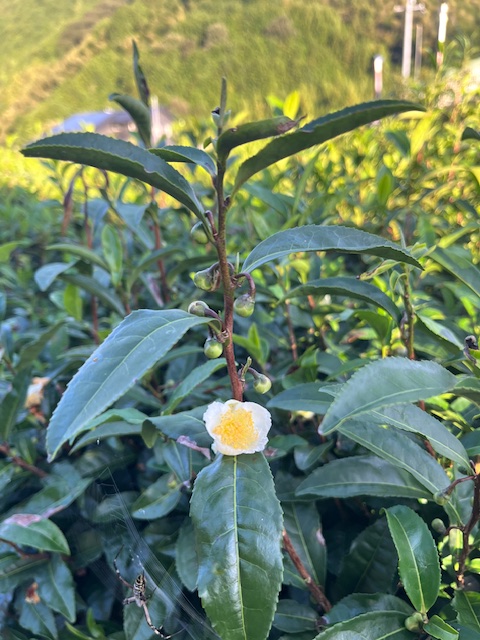 お茶の花